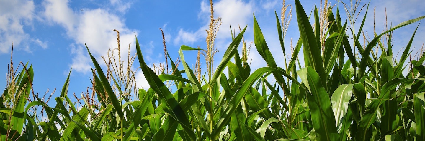 Corn stalks in front of a blue sky