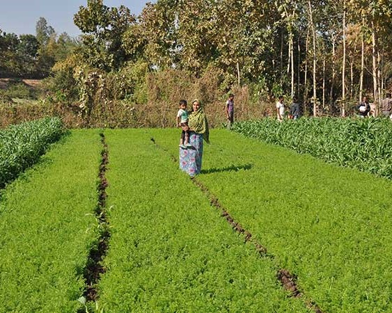 A woman holds a young boy in a field of green crops