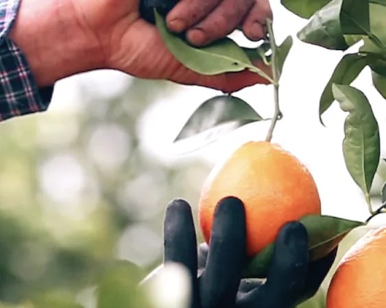 Orange picked from tree